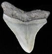 Bargain, Juvenile Megalodon Tooth - North Carolina #62113-1